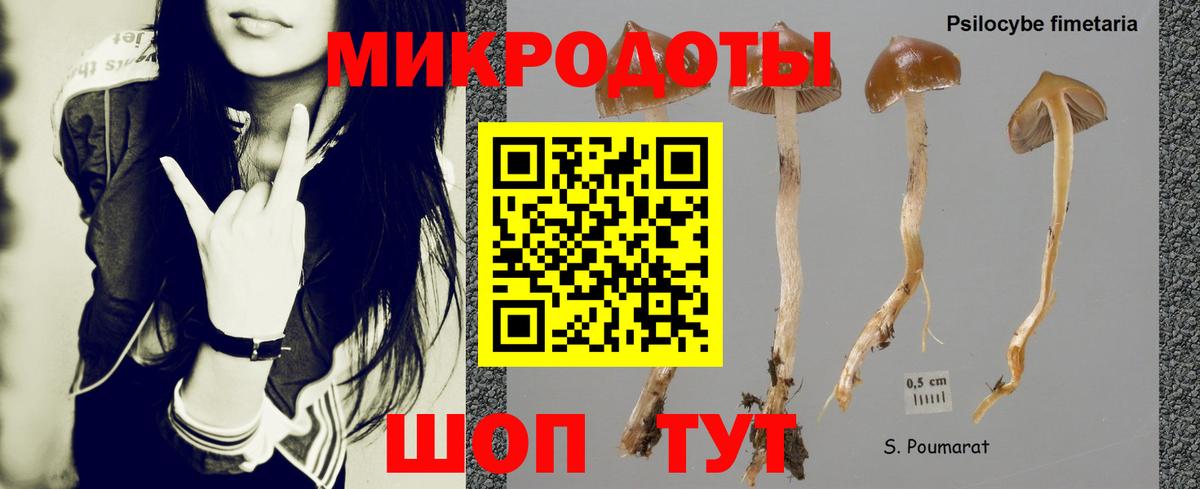 Псилоцибиновые грибы Psilocybe Лобня